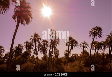 Beautiful landscape with  sunlight and palm trees in El Palmar National Park, Argentina. Stock Photo