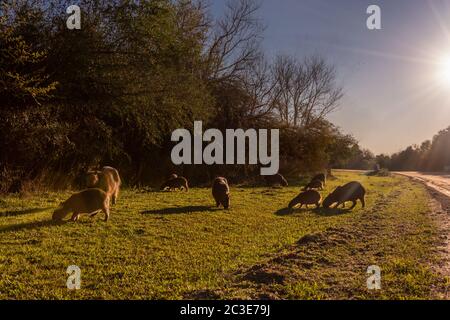 Family of capybara in beautiful scenery  during sunset in El Palmar National Park, Argentina. Stock Photo