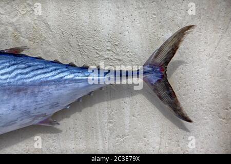 Freshly caught tuna in the sand Stock Photo