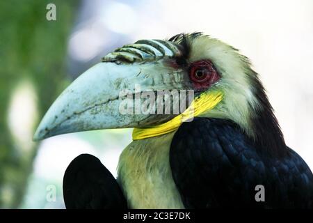 Wreathed Hornbill (Rhyticeros Undulatus) Stock Photo