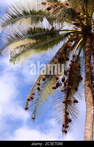 Tall palm tree with many bird nests on the branches Stock Photo