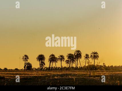 Beautiful landscape with  silhouette palm trees during sunset in El Palmar National Park, Argentina. Stock Photo