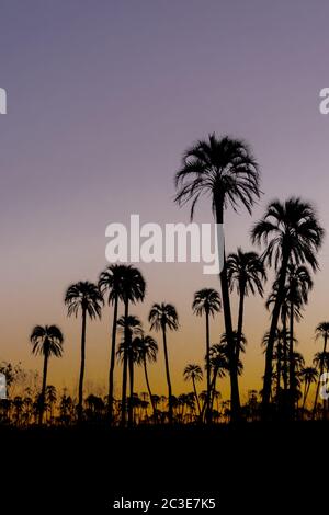 Vertical landscape with  silhouette palm trees during sunset in El Palmar National Park, Argentina. Stock Photo