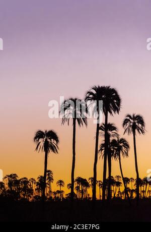 Vertical landscape with  silhouette palm trees during sunset in El Palmar National Park, Argentina. Stock Photo