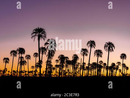 Beautiful landscape with  silhouette palm trees during sunset in El Palmar National Park, Argentina. Stock Photo