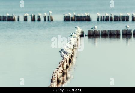 seagull birds sit on wooden posts in calm water of the lake in the afternoon autumn background Stock Photo