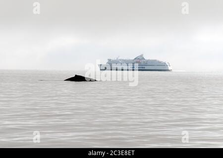 A humpback whale surfaces in the Pacific Ocean as a BC ferry ship sails in the distance, of the central coast of British Columbia, Canada. Stock Photo