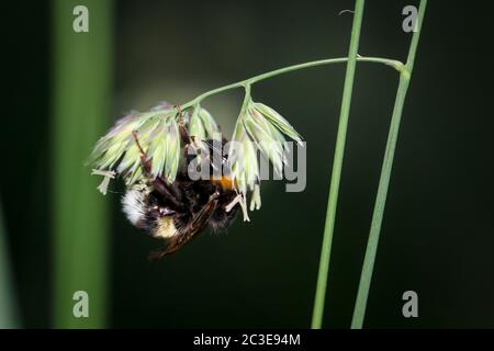 Portrait, close-up of a bumble bee on a plant