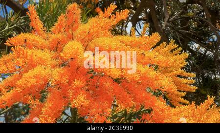 a western australian christmas tree with bright yellow flowers Stock Photo