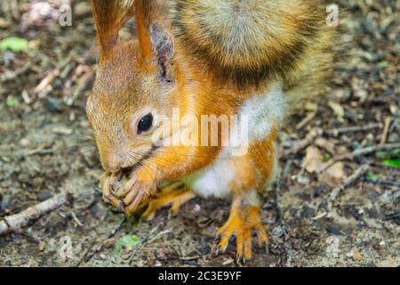 A young red squirrel looks for fallen nuts in the forest Stock Photo