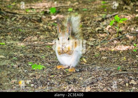 A young red squirrel looks for fallen nuts in the forest Stock Photo