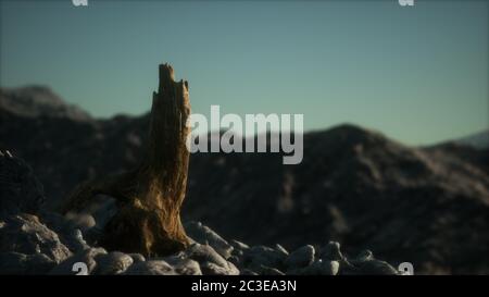 Dead pine tree at granite rock at sunset Stock Photo