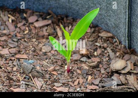 Horizontal shot of a corn sprout growing in a container. Stock Photo