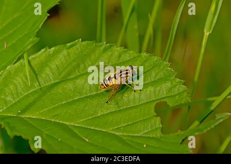 Black and yellow sunfly on a green leaf - Helophilus pendulus Stock Photo
