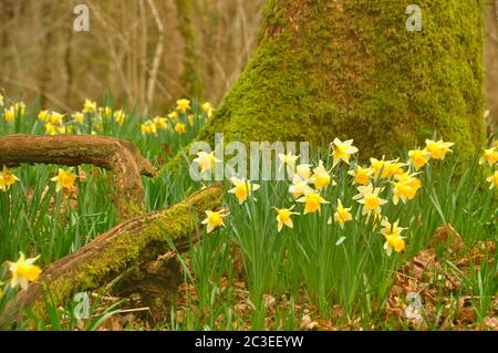 Wild daffodils (Narcissus pseudoonarcissus) growing at the base of an old moss covered tree in a coppiced hazel woodland in Somerset.UK Stock Photo