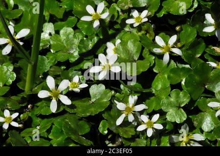 Round Leaved Water Crowfoot, 'Ranunculus omiophyllus' in margins of the river Barle near Tarr Steps, Somerset. UK Stock Photo