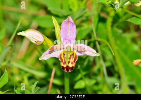 Bee Orchid,Orphy apifera,var.belgarum, close up, front view, wide spread in Southern England. UK, june to july, Wiltshire. Stock Photo