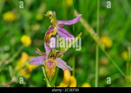 Wasp Orchid,Orphy apifera,var.trollii.close up,front view,wide spread in UK,june to july,Somerset.UK Stock Photo