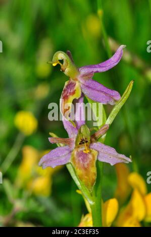 Wasp Orchid,Orphy apifera,var.trollii.close up,front view,wide spread in UK,june to july,Somerset.UK Stock Photo