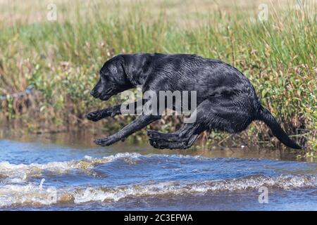 Action shot of a wet black Labrador retriever jumping into the water Stock Photo