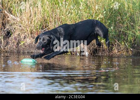 Portrait of a pedigree black Labrador jumping into the water to retrieve a training dummy Stock Photo