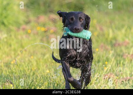 Close up of a wet black Labrador running through a field while carrying a training dummy Stock Photo