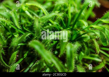 prey plant sundew closeup