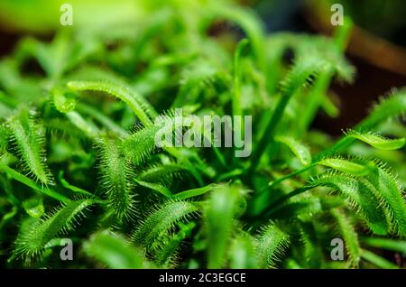 prey plant sundew closeup
