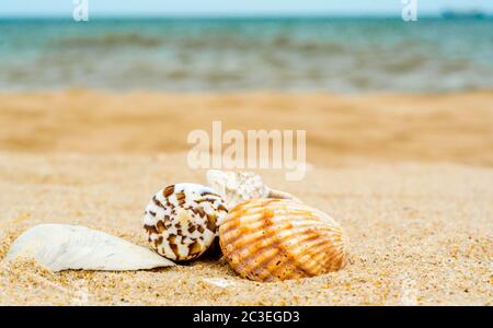 four different bright sea shells on yellow quartz sand against b Stock Photo
