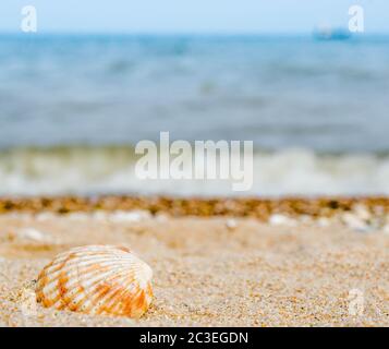 bright striped shell in quartz sand against the blue sea Stock Photo