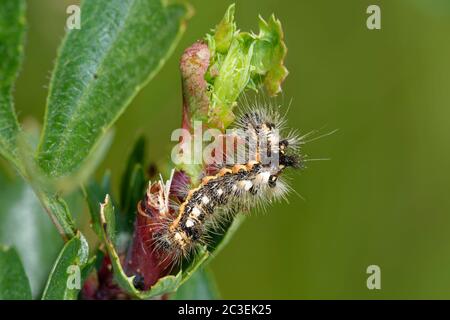 Knot Grass – Acronicta rumicis  Caterpillar Stock Photo