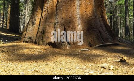 base of a giant sequoia tree in yosemite Stock Photo