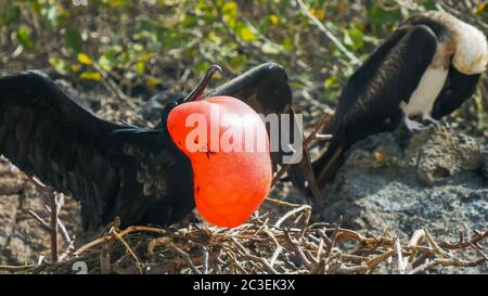 close up of a male and female magnificent frigatebird in the galalagos islands Stock Photo