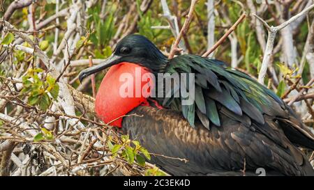 close up of a male magnificent frigatebird on isla genovesa Stock Photo