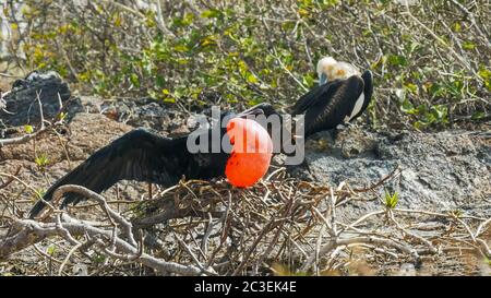 pair of magnificent frigatebirds on isla genovesa in the galapagos Stock Photo