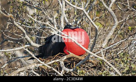 male frigatebird on isla genovesa in the galalagos islands, ecuador Stock Photo