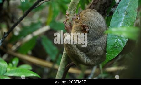 Tarsier in Bohol Tarsier sanctuary, Cebu, Philippines Stock Photo - Alamy