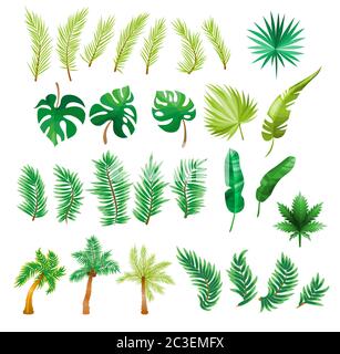 Tropical palm leaves, jungle leaves, split leaf, philodendron leaves, set isolated on white background Stock Vector