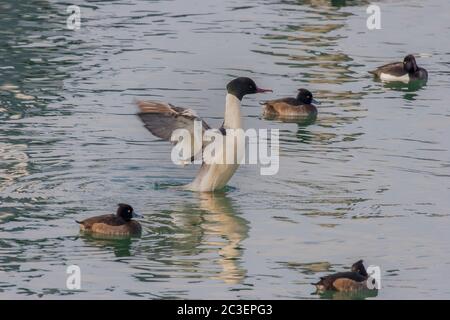 Goosander 'Mergus marganser' male  and Tufted Ducks 'Aythya fuligula' female Stock Photo