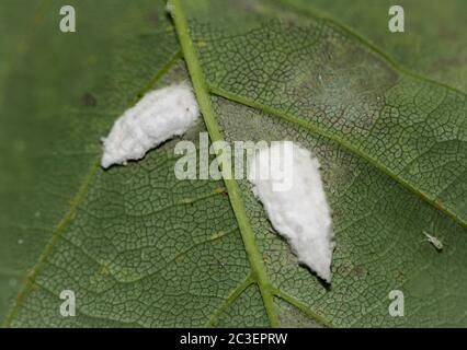 Macro shot of two white pests on the underside of a leaf Stock Photo