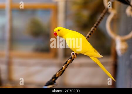 190+ Yellow Ringneck Parrot Stock Photos, Pictures & Royalty-Free Images -  iStock