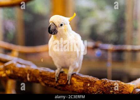 White Umbrella Cockatoo or Cacatua Alba of Cacatuidae parrot family, sitting on a perch Stock Photo