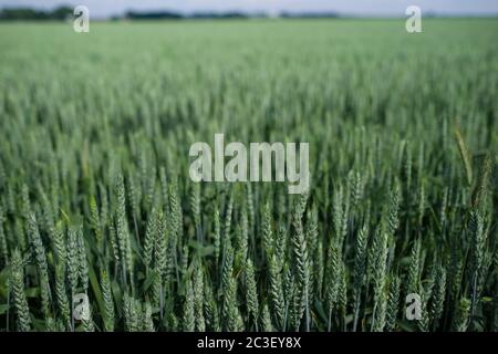 Young and fresh green wheat field with the focus on the spikes at the bottom of the photo. Blurred background Stock Photo