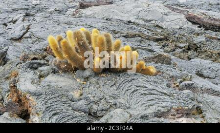 shot of a lava cactus growing on isla santiago in the galapagos Stock Photo