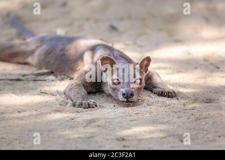 Endemic Madagascar fossa on the ground. High quality photo Stock Photo