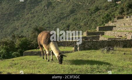 brown and white llama grazing at machu picchu