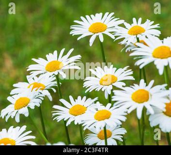 Beautiful white daisy flowers on the meadow. Stock Photo