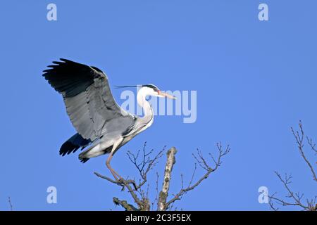 Grey Heron adult bird in breeding plumage Stock Photo