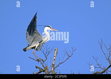 Grey Heron adult bird in breeding plumage Stock Photo