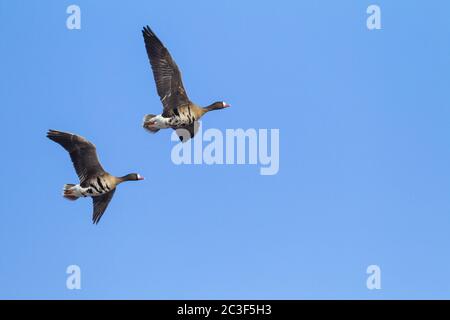 Greater White-fronted Geese during the migration Stock Photo